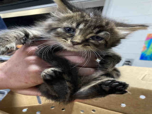 CHESTER, Young Domestic Short Hair (medium coat), cat for adoption in Marietta, Georgia