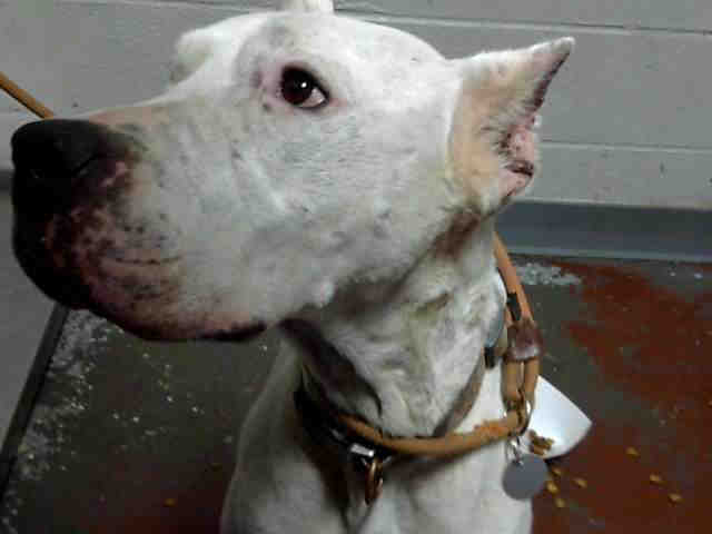 Dogo Argentino