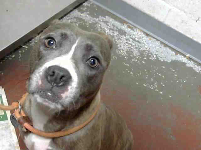 Pit Bull