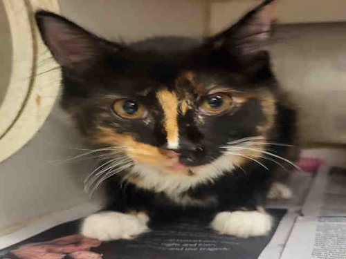 ROSYLYN, Young Domestic Short Hair (medium coat), cat for adoption in Marietta, Georgia