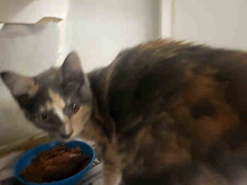 LEIGHANN, Young Domestic Short Hair (medium coat), cat for adoption in Marietta, Georgia