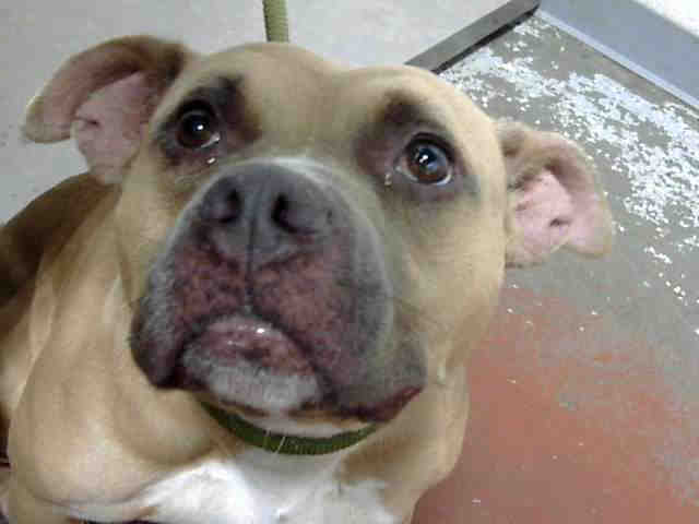Pit Bull