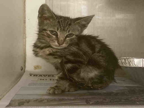 CRANBERRY, Young Domestic Short Hair (medium coat), cat for adoption in Marietta, Georgia