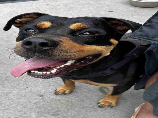 Rottweiler