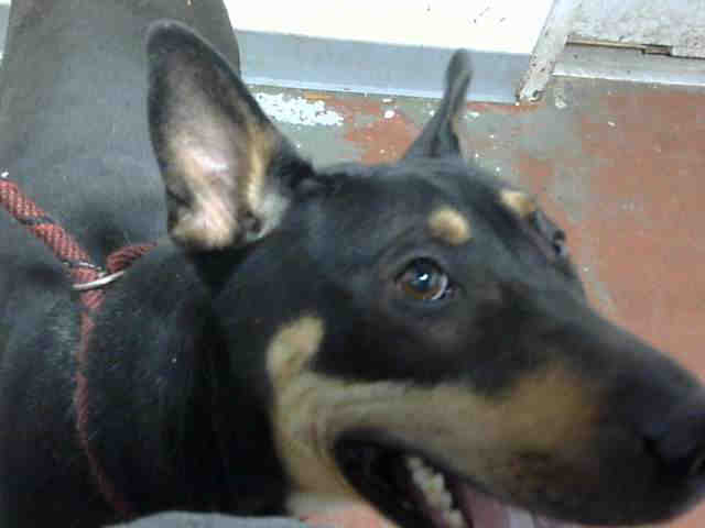 Doberman Pinscher