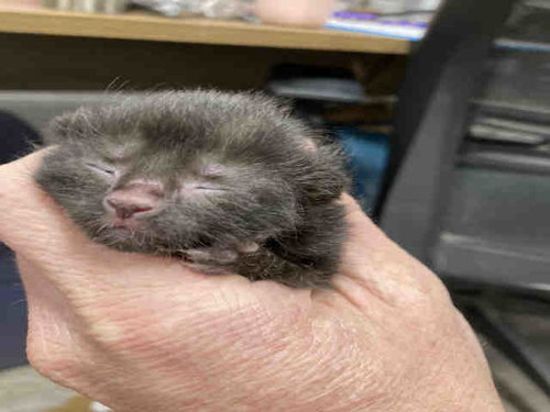 BLACK BEAN, Adult Domestic Short Hair (medium coat), cat for adoption in Marietta, Georgia