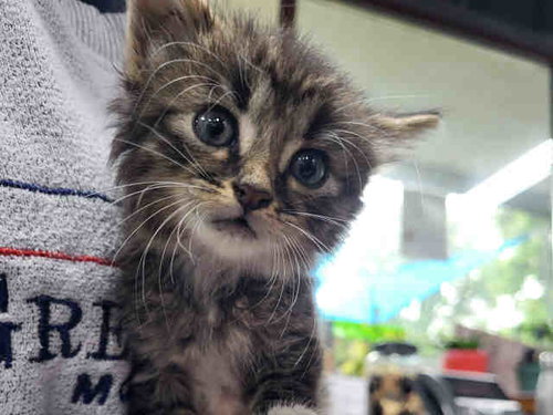 ALLEN, Young Domestic Long Hair (medium coat), cat for adoption in Marietta, Georgia