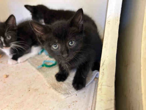 DRACULA, Young Domestic Short Hair (medium coat), cat for adoption in Marietta, Georgia