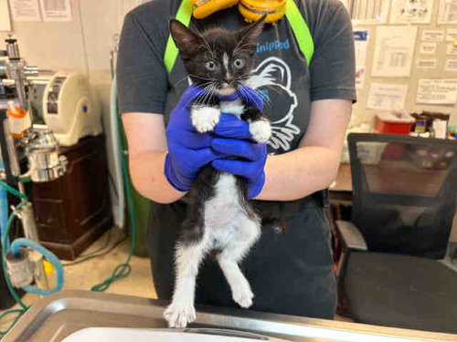 VLADIMIR, Young Domestic Short Hair (medium coat), cat for adoption in Marietta, Georgia