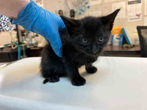 NOSFERATU, Young Domestic Short Hair (medium coat), cat for adoption in Marietta, Georgia