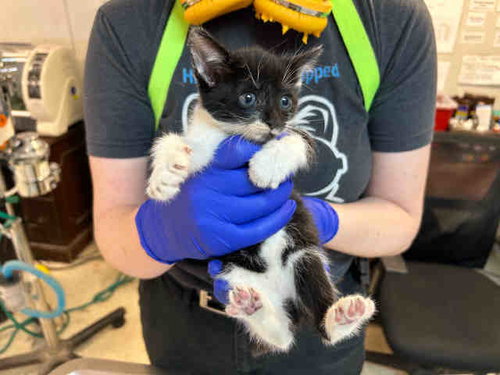 DRUSILLA, Young Domestic Short Hair (medium coat), cat for adoption in Marietta, Georgia