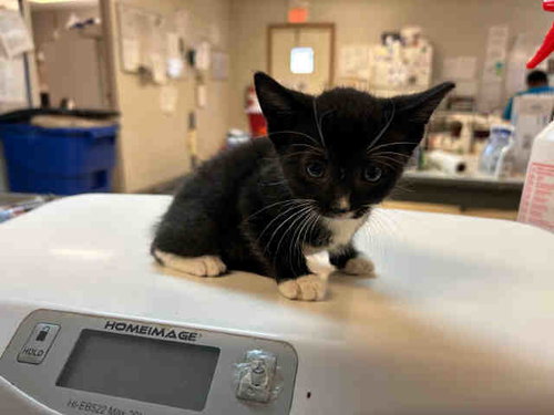 LESTAT, Young Domestic Short Hair (medium coat), cat for adoption in Marietta, Georgia