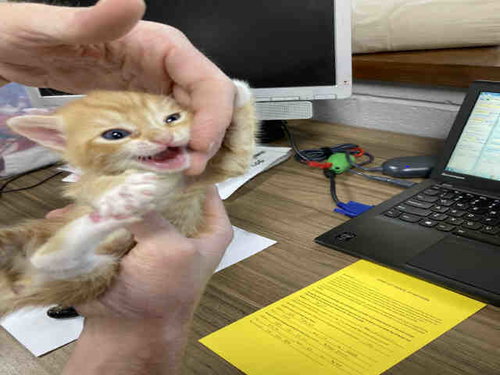 PEANUTS, Young Domestic Short Hair (medium coat), cat for adoption in Marietta, Georgia
