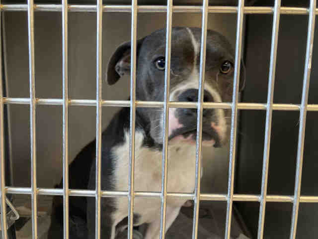 Pit Bull