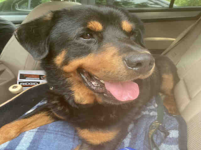 Rottweiler