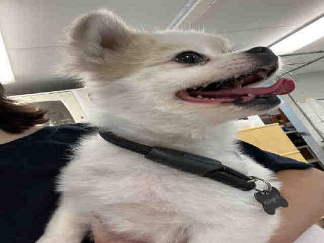 Pomeranian