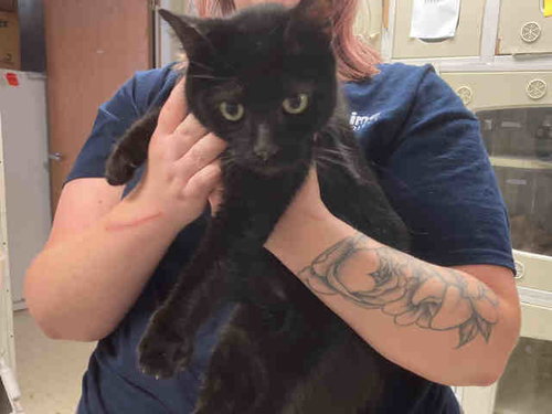 JUNE, Adult Domestic Short Hair (medium coat), cat for adoption in Marietta, Georgia