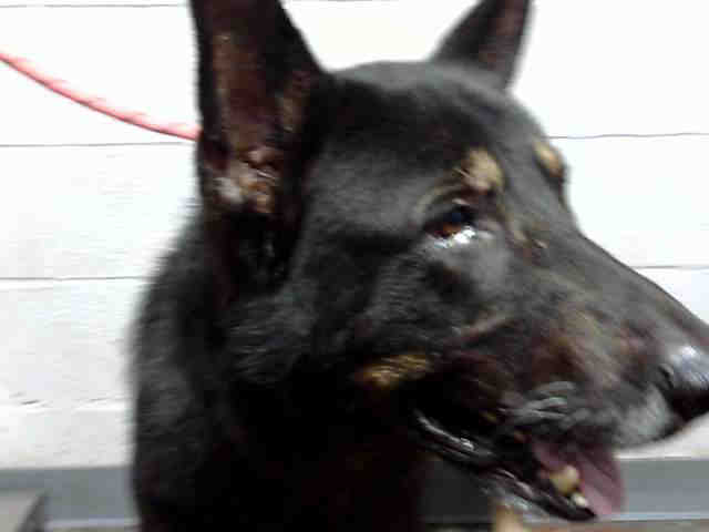 German Shepherd