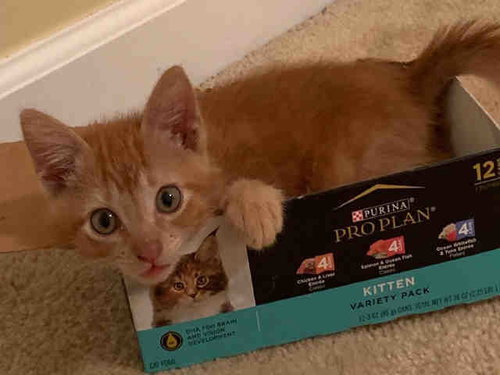 PORTUGAL, Young Domestic Short Hair (medium coat), cat for adoption in Marietta, Georgia