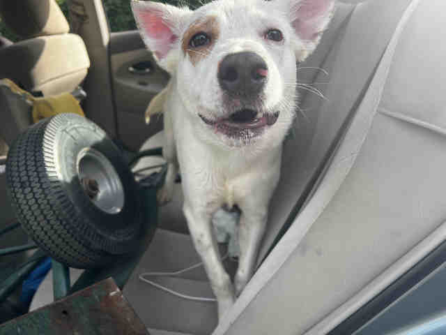 Terrier