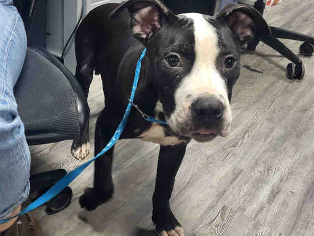 Godzilla