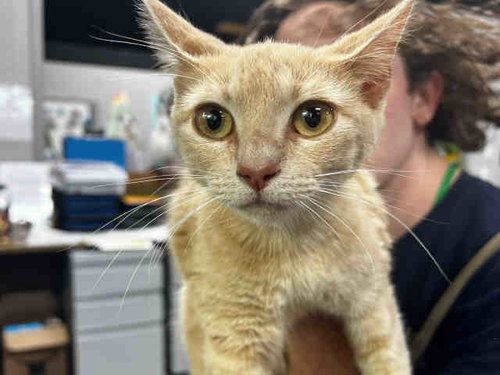 SHAE, Adult Domestic Short Hair (medium coat), cat for adoption in Marietta, Georgia