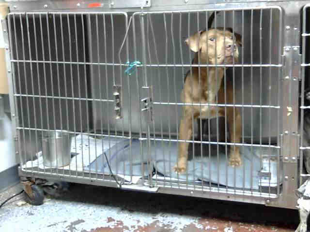 Pit Bull