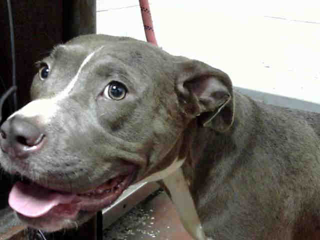 Pit Bull