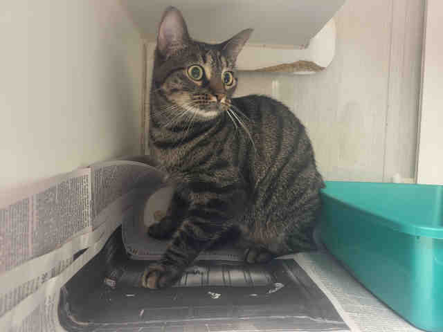 Rational Rain, Domestic Short Hair