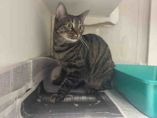RATIONAL RAIN, Adult Domestic Short Hair (medium coat), cat for adoption in Marietta, Georgia