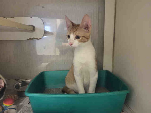RAD RACHEL, Adult Domestic Short Hair (medium coat), cat for adoption in Marietta, Georgia