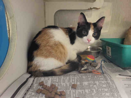 TOTALLY TABITHA, Adult Domestic Short Hair (medium coat), cat for adoption in Marietta, Georgia