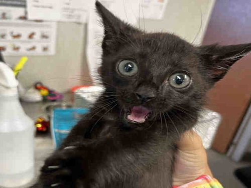 LEX LUTHER, Adult Domestic Short Hair (medium coat), cat for adoption in Marietta, Georgia