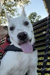 adoptable Dog in , GA named Indie