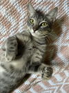adoptable Cat in  named Cleo