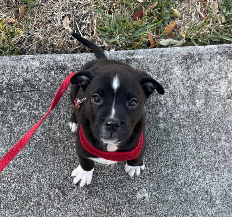 Rex