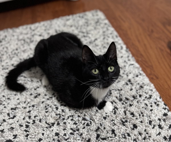 Gemma