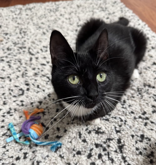 Gemma, an adoptable Tuxedo in Winter Park, FL