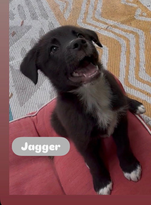 Jagger, an adoptable Border Collie in Winter Park, FL
