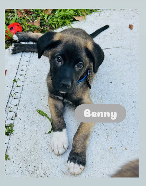 Benny, an adoptable Border Collie in Winter Park, FL