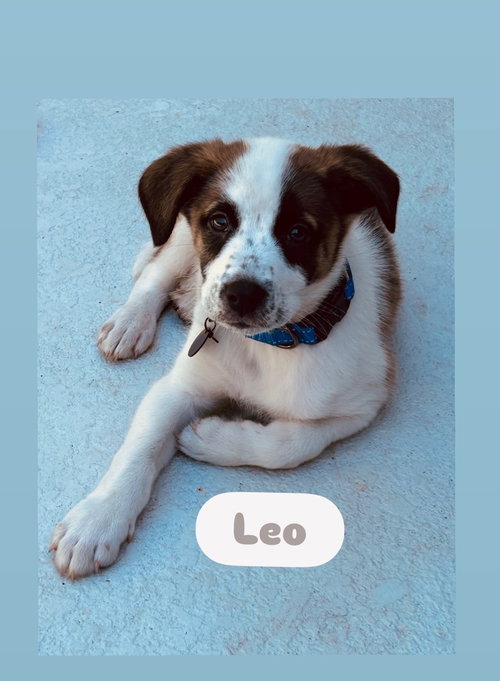 Leo, an adoptable Border Collie in Winter Park, FL