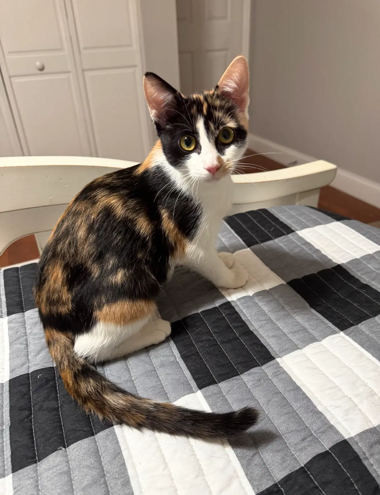 Phoenix - Calico