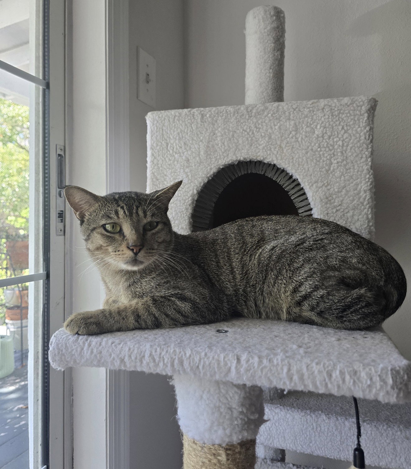 Bubba, photo 3