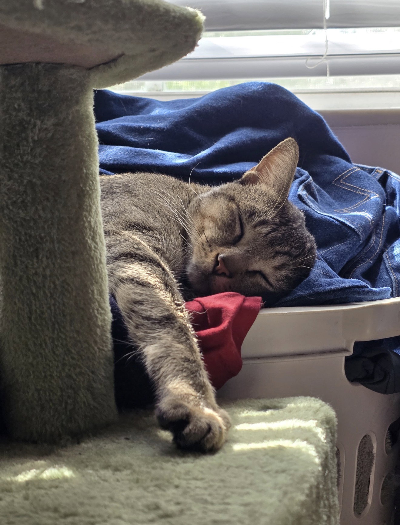 Bubba, photo 4
