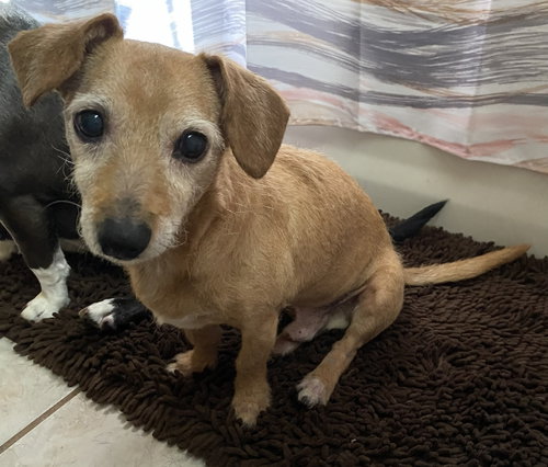 Kirby, an adoptable Dachshund in Palatka, FL