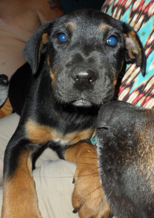 Bogey