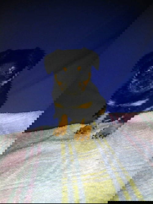 Apollo