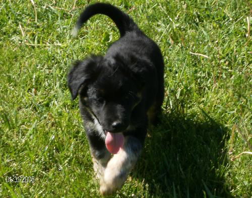 Brandy