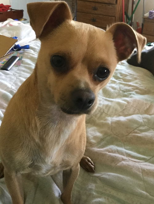 Buddy 2