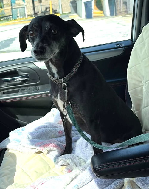 Bella Beauty, a dog for adoption from K9 Resque